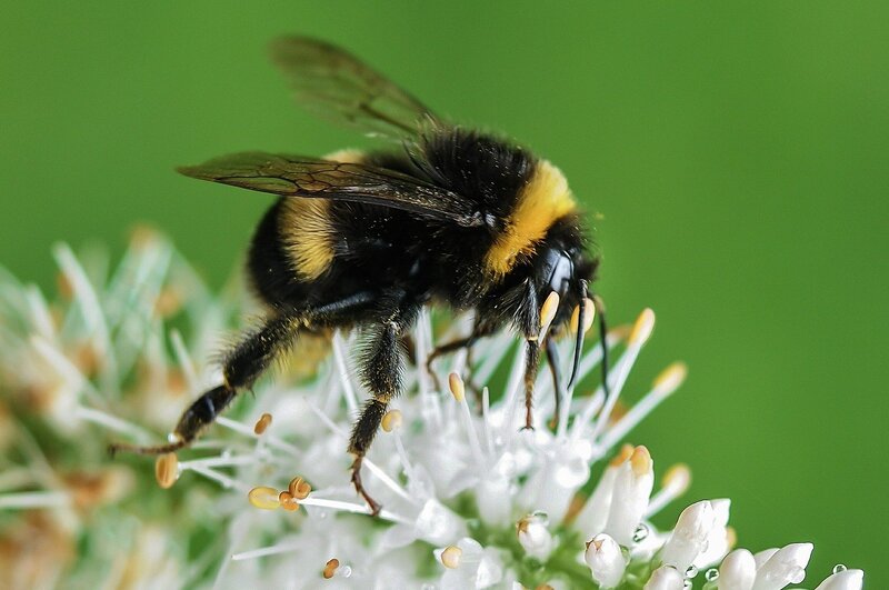 bees County Pest Control Birmingham 