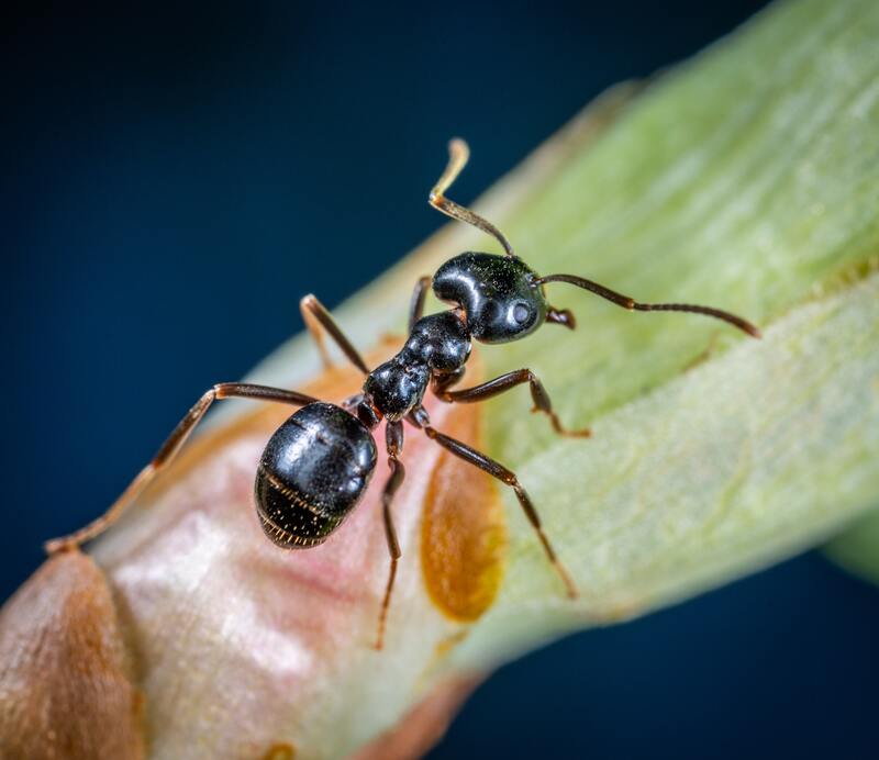 Ant Insect pest control service in birmingham