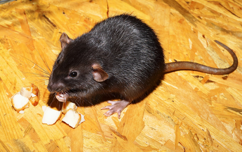 rats rat rodent County Pest Control Birmingham 