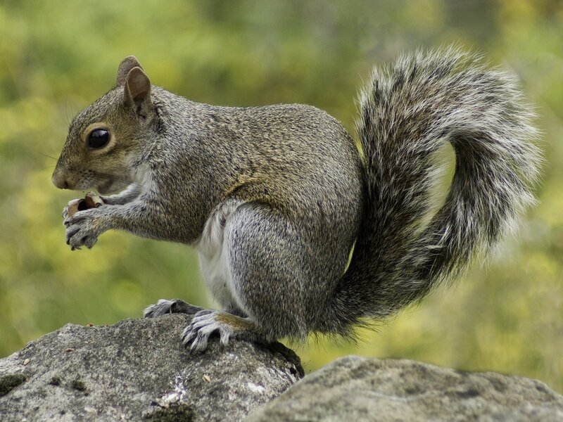 Squirrels County Pest Control Birmingham 